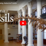 Discovering Alabama Fossils