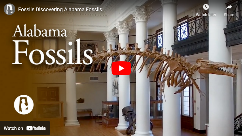 Discovering Alabama Fossils