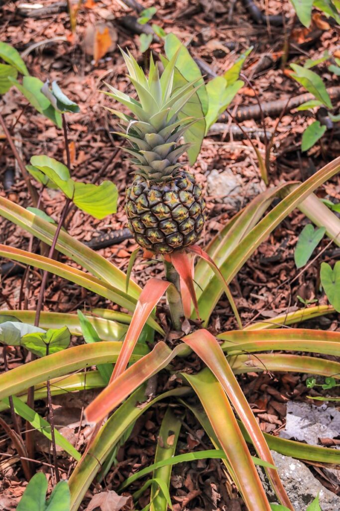 Foods of Hawaii