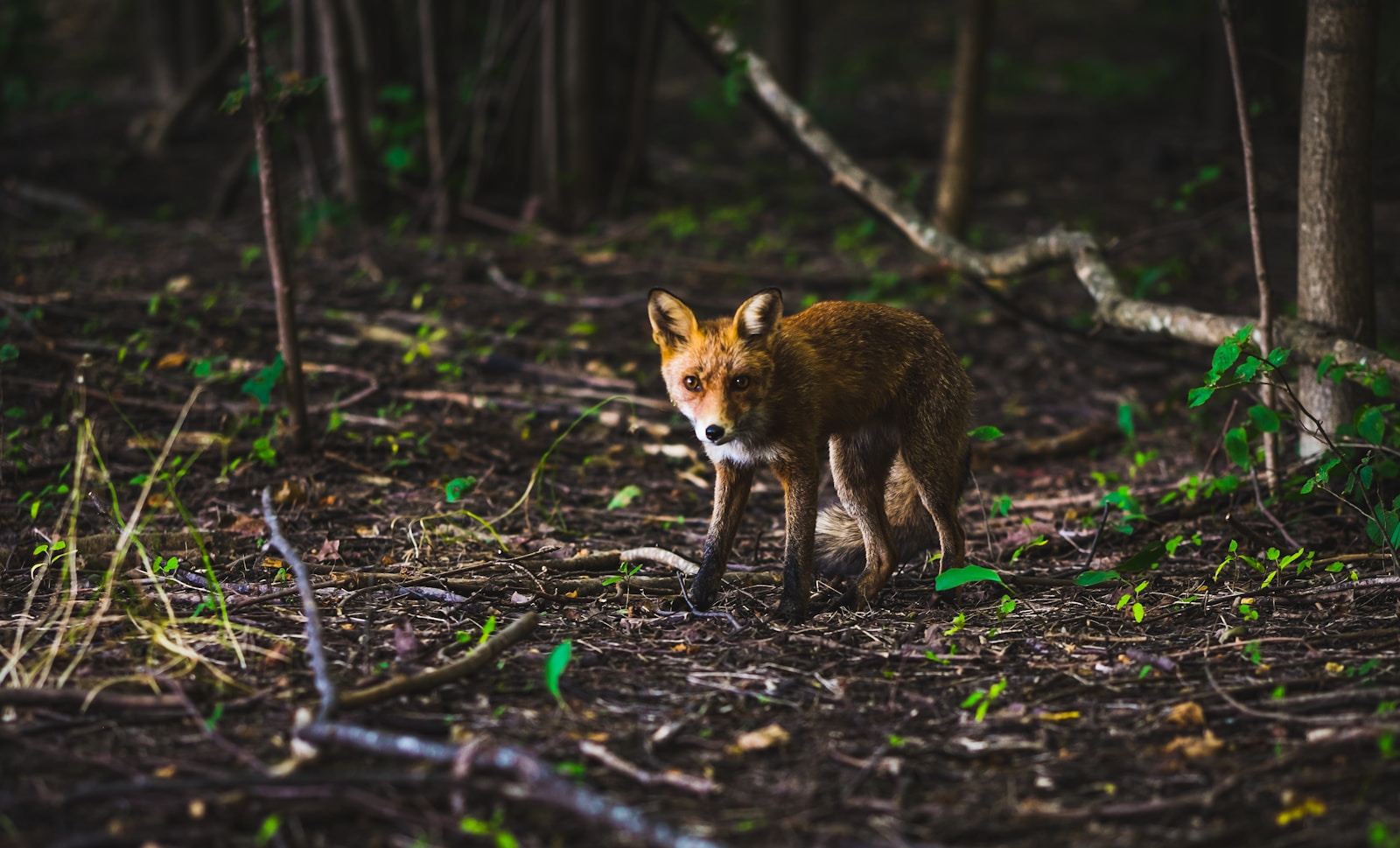 Hiker watching wild animals from a safe distance on a North American trail