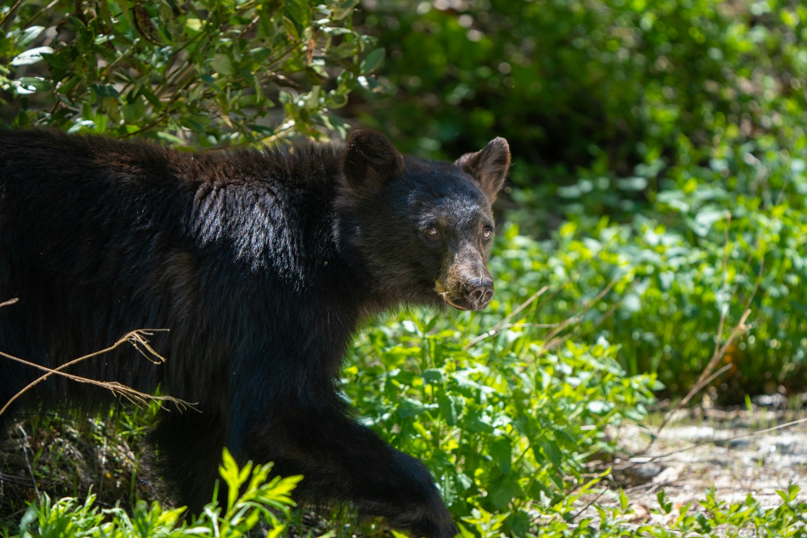 Florida black bear walking through wooded habitat during the regulated hunting season