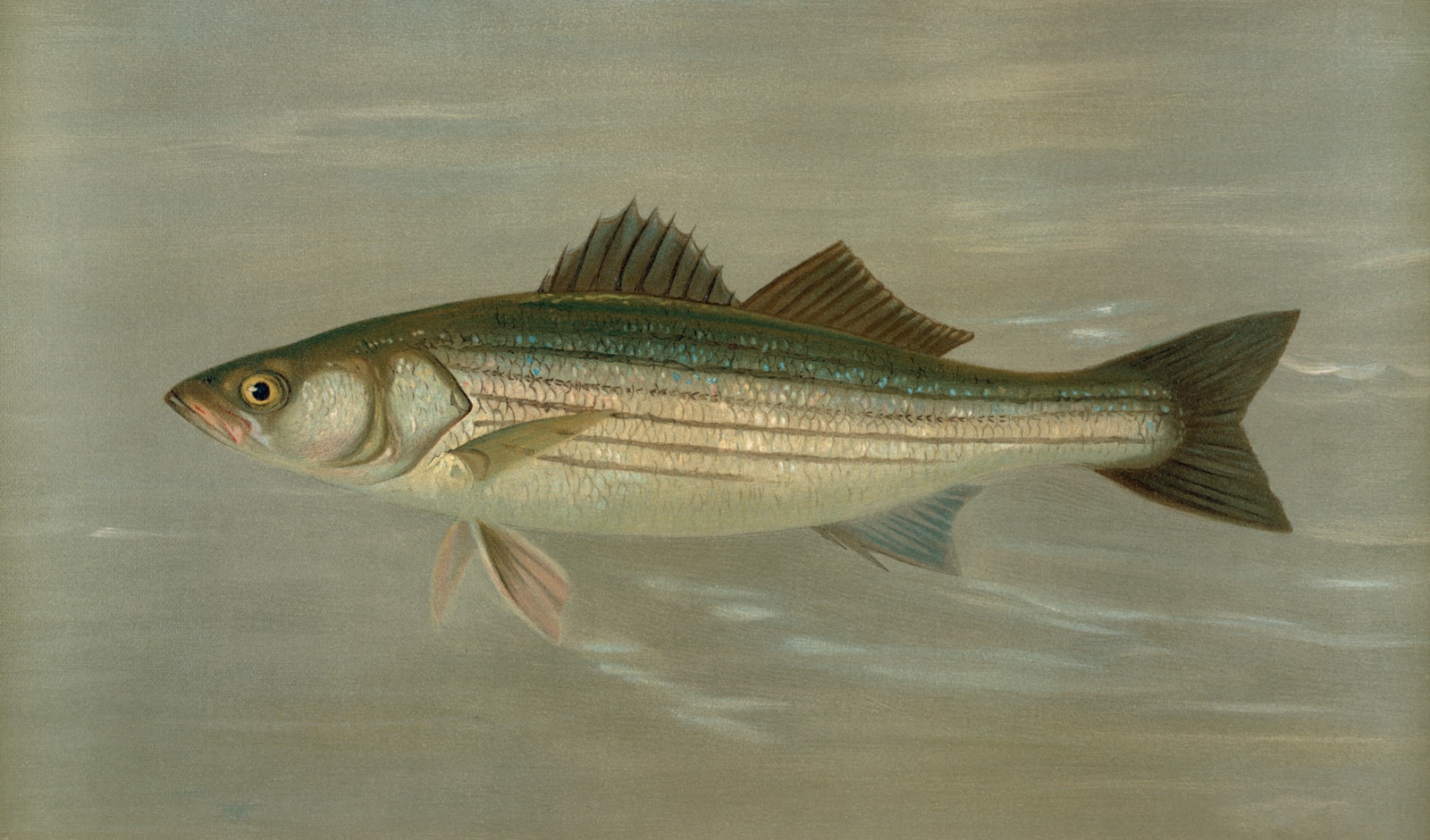 Striped bass being handled carefully beside the water before a quick release.