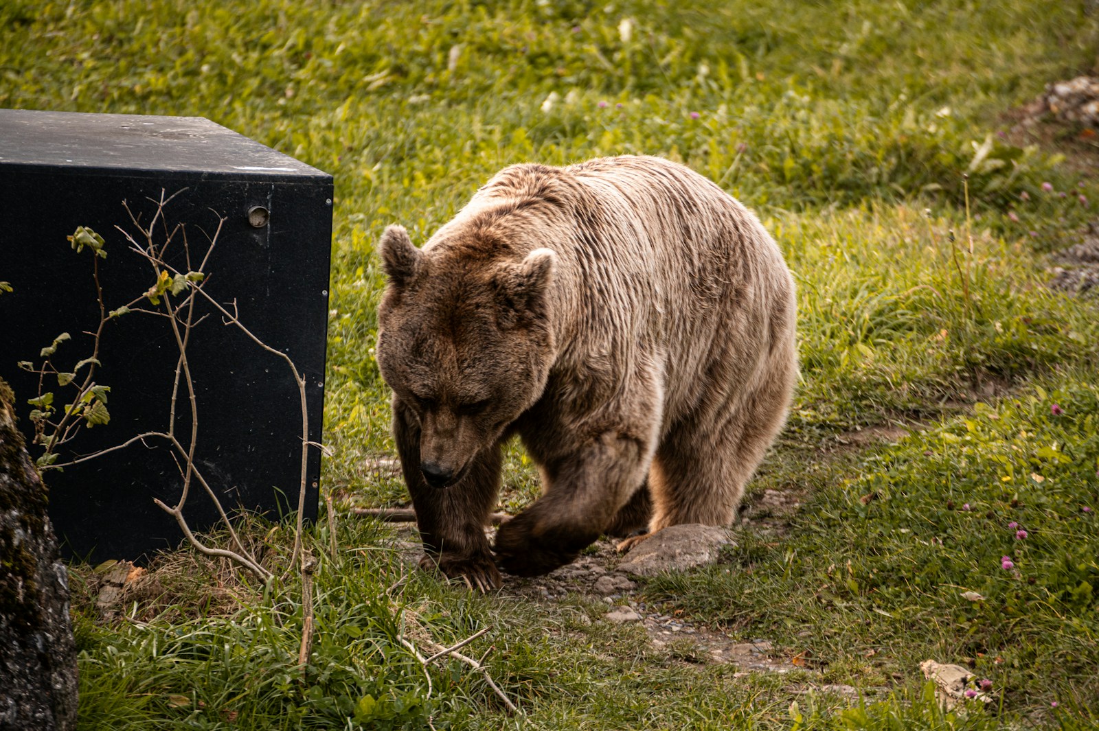 Hard-sided bear canister packed for a Canyonlands backcountry camping trip