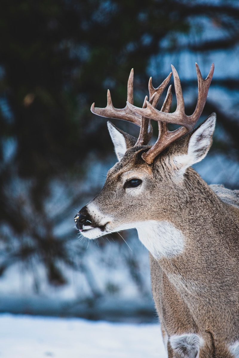 White-tailed deer in natural habitat during deer season, illustrating chronic wasting disease awareness for hunters