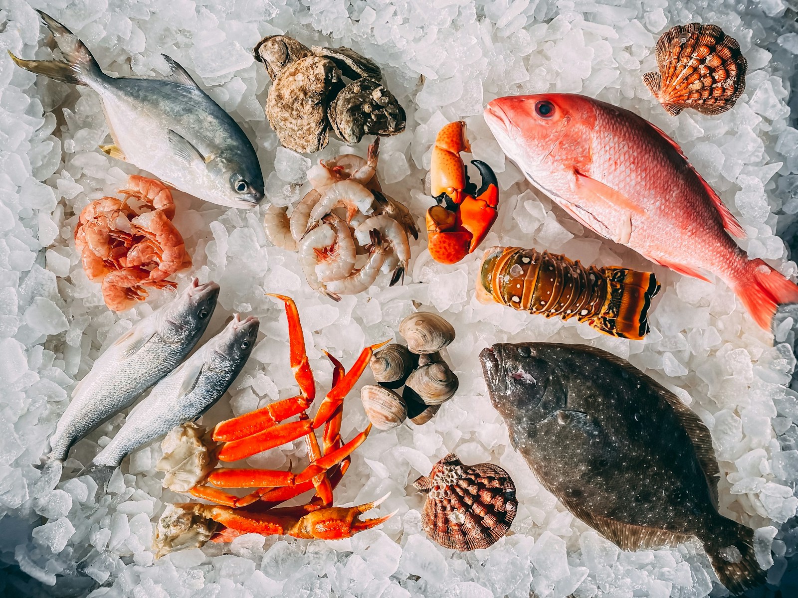 Red snapper caught offshore during the 2025 Gulf recreational fishing season
