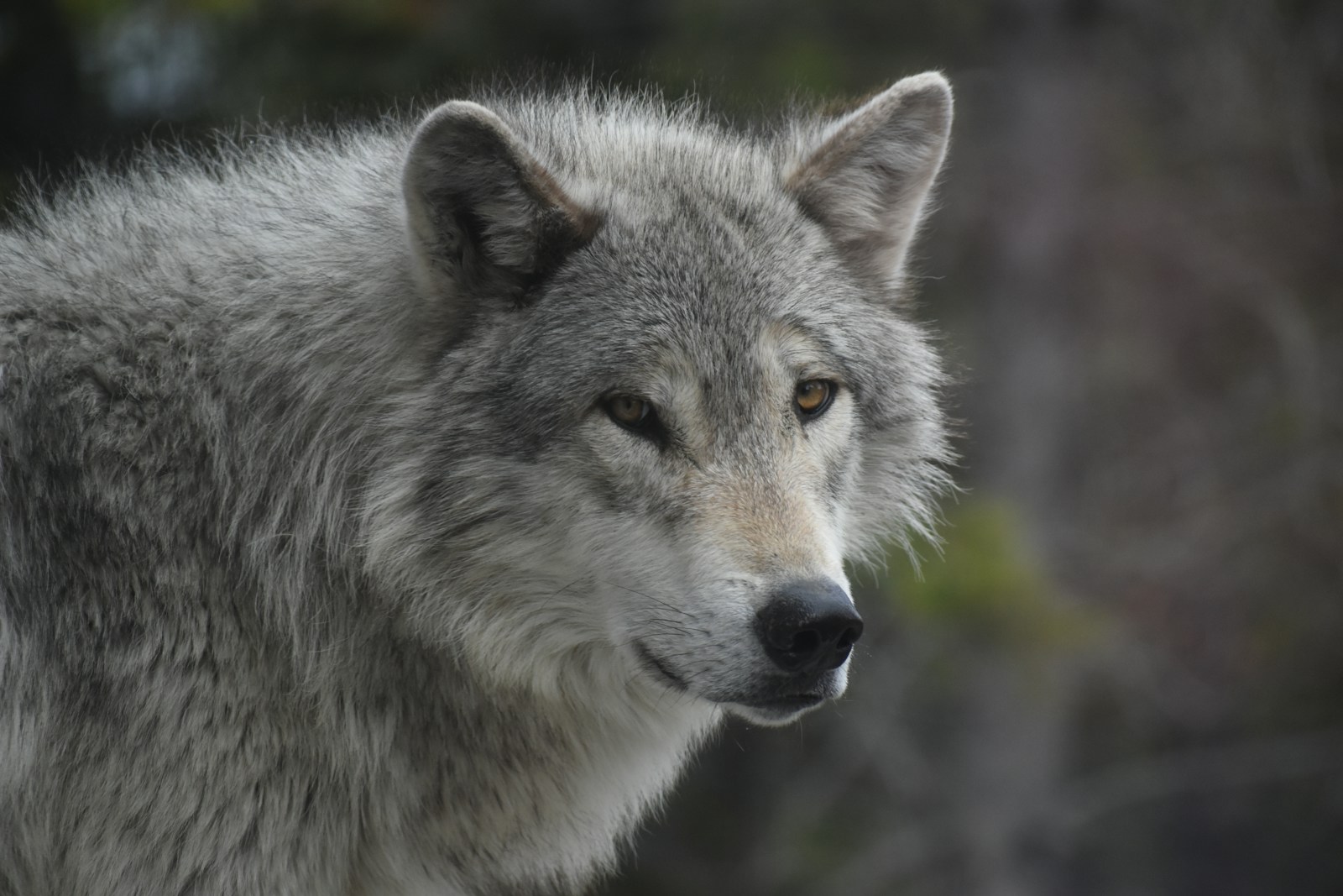 Gray wolf standing in western habitat, illustrating wolf management and hunting regulation changes.