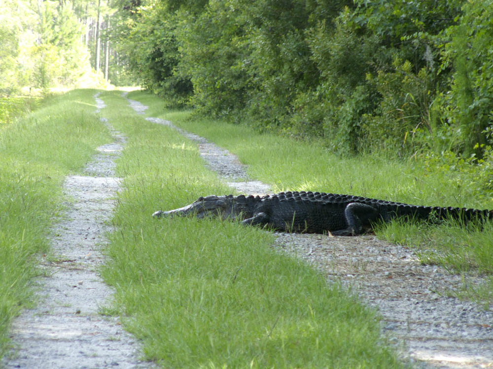 American alligator in Florida wetland habitat during the statewide harvest season