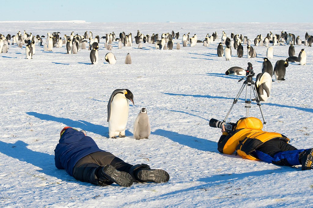Wildlife photographer using a telephoto camera lens outdoors while observing animals from a distance