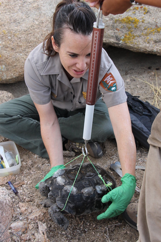 Wildlife biologist conducting field research and recording habitat data outdoors
