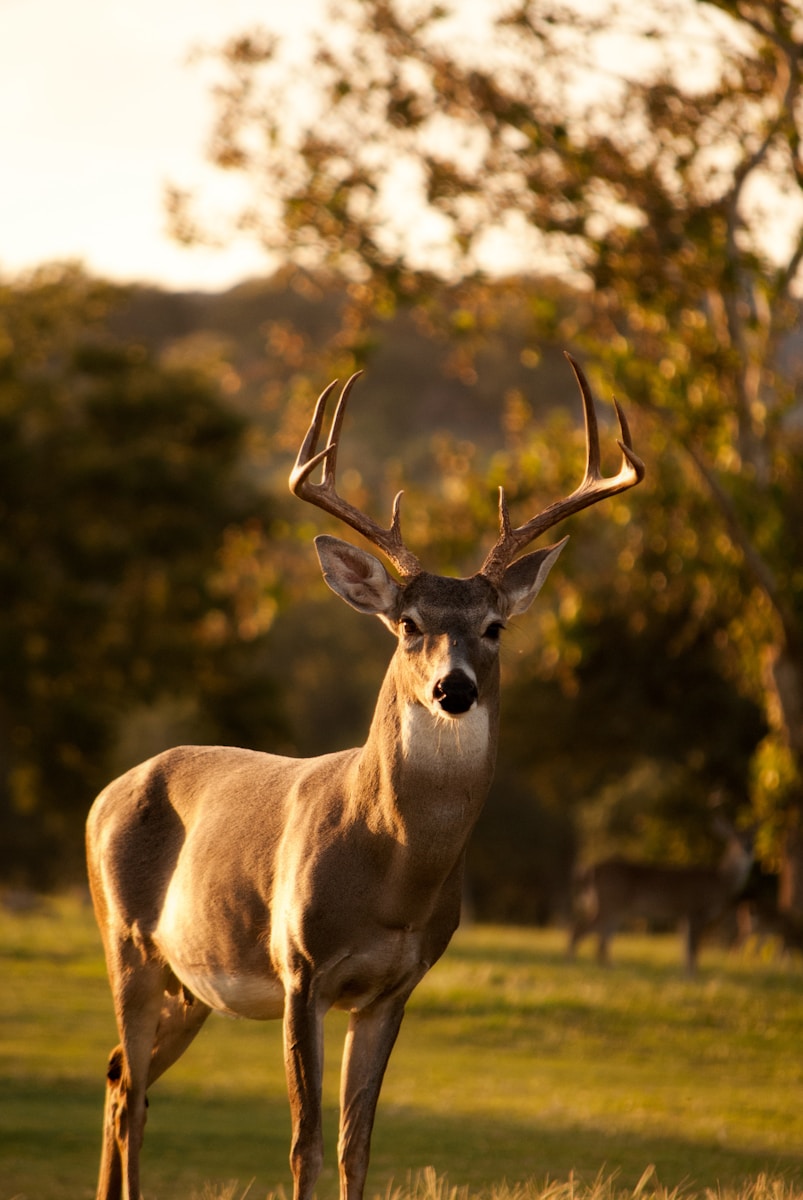 White-tailed deer in healthy habitat illustrating hunting and wildlife conservation