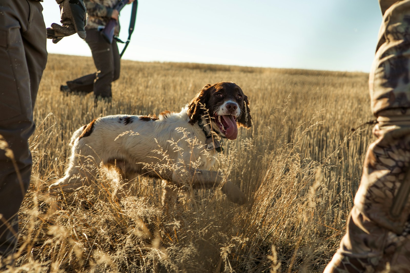 Hunting dog practicing obedience and field skills with a handler outdoors