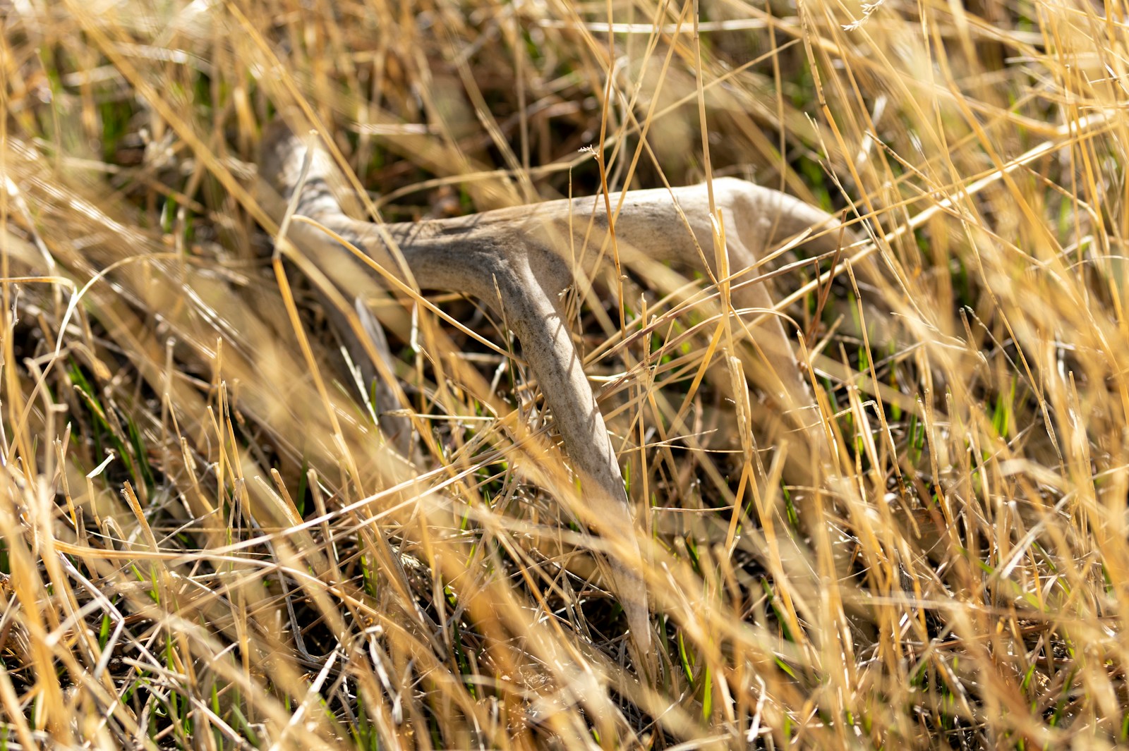 Shed deer antler lying on the forest floor during a spring antler search