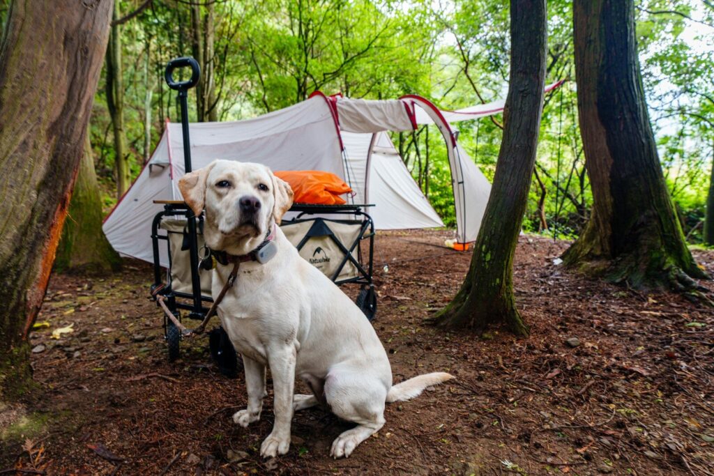 Dog resting beside a tent at a shaded campsite with leash and water bowl nearby