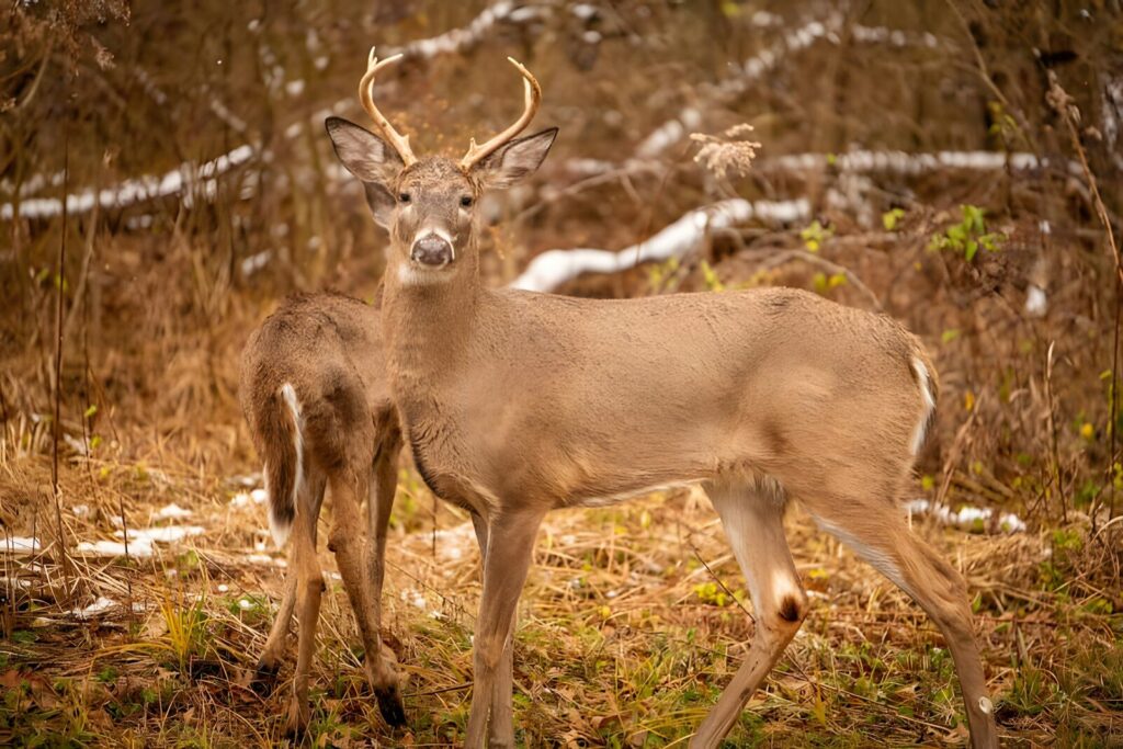Ohio hunter checking hunting license and deer permit before entering the woods