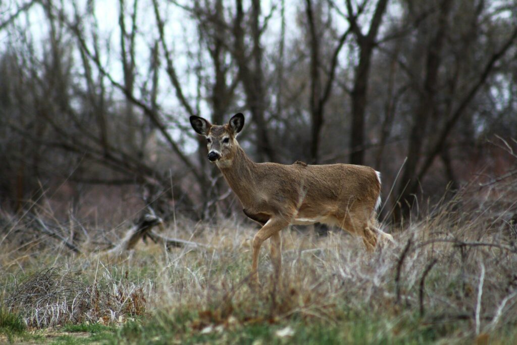 Deer hunter wearing gloves while preparing a harvested whitetail for CWD testing and safe processing