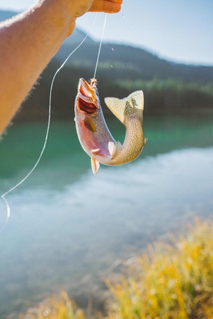 Braided, fluorocarbon, and monofilament fishing line spools beside a rod and reel