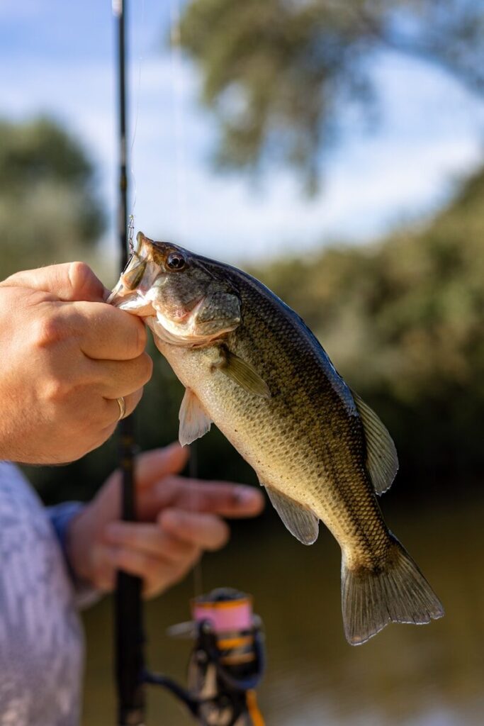 Angler fishing an Alabama reservoir during a hot summer morning