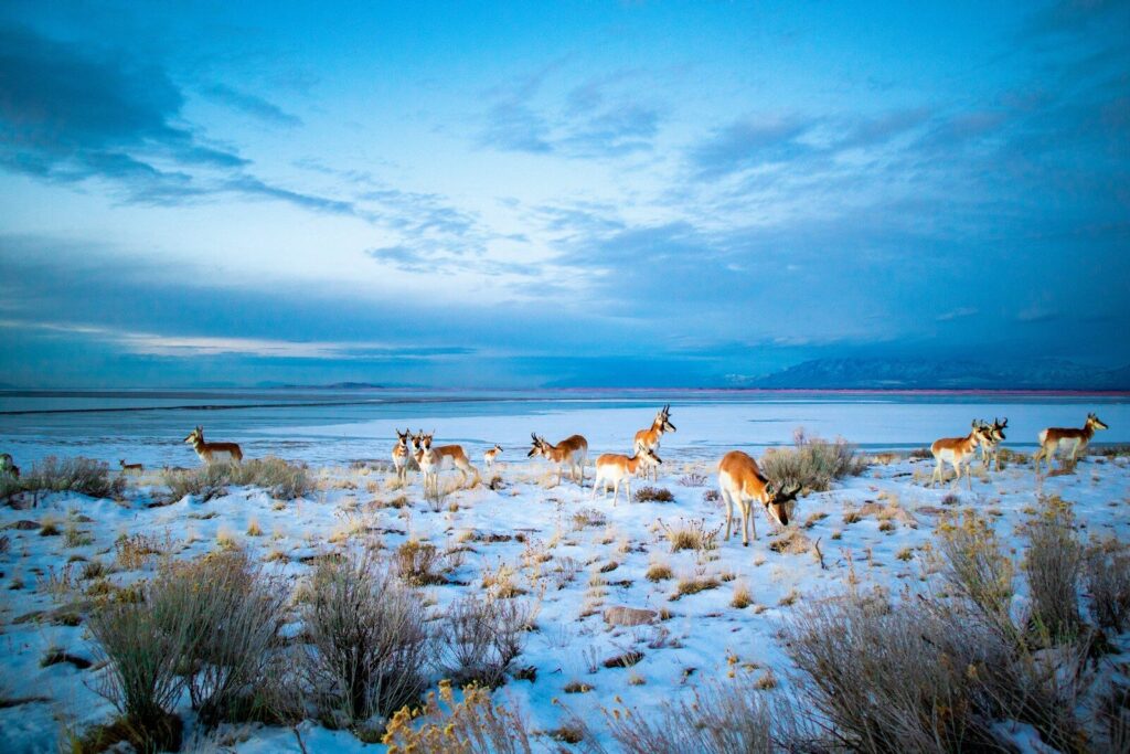 Hunter reviewing Utah hunting license and permit information before a mountain hunt