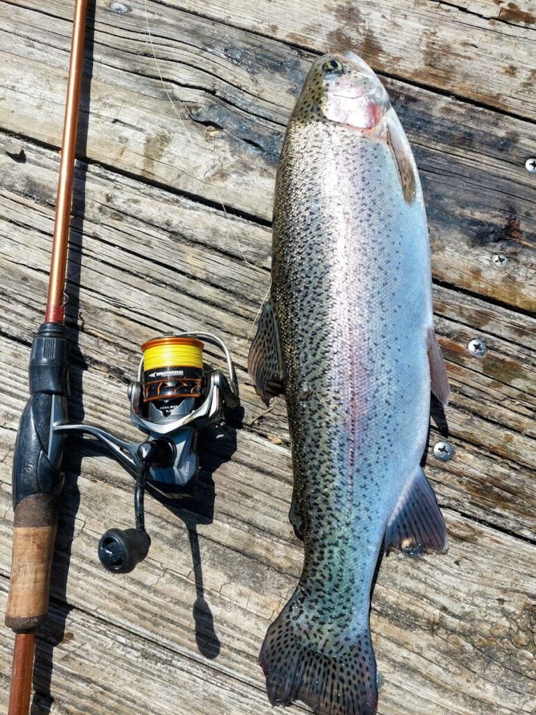 Angler fishing an Illinois lake during a summer morning