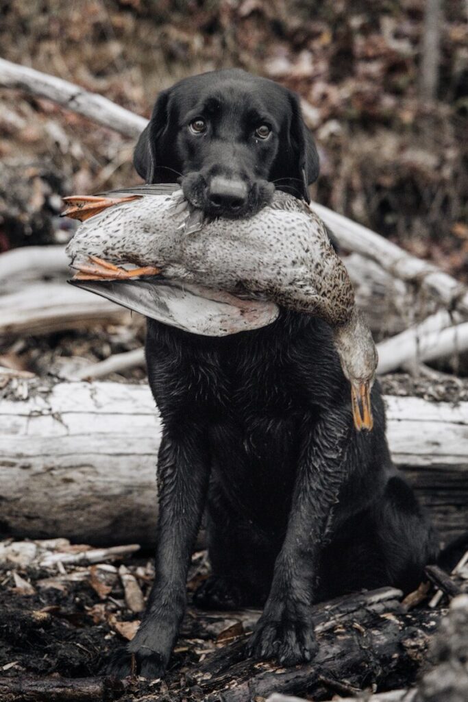 How to Train a Duck Hunting Dog From Basic Obedience to Blind Retrieves
