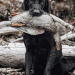 Where to Go Duck Hunting: How to Find Public Marshes, Refuges, Rivers, and Private Access