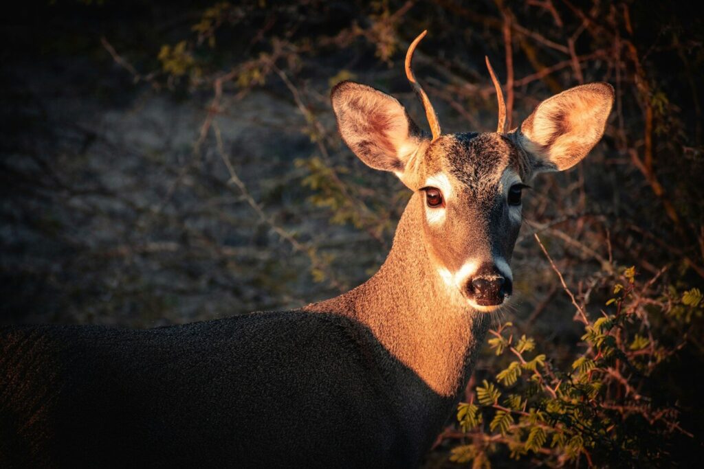 Where Can I Go Hunting in Texas? Public Land, Draw Hunts, Leases, and More