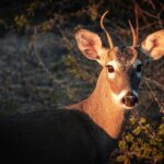 Where Can I Go Hunting in Texas? Public Land, Draw Hunts, Leases, and More